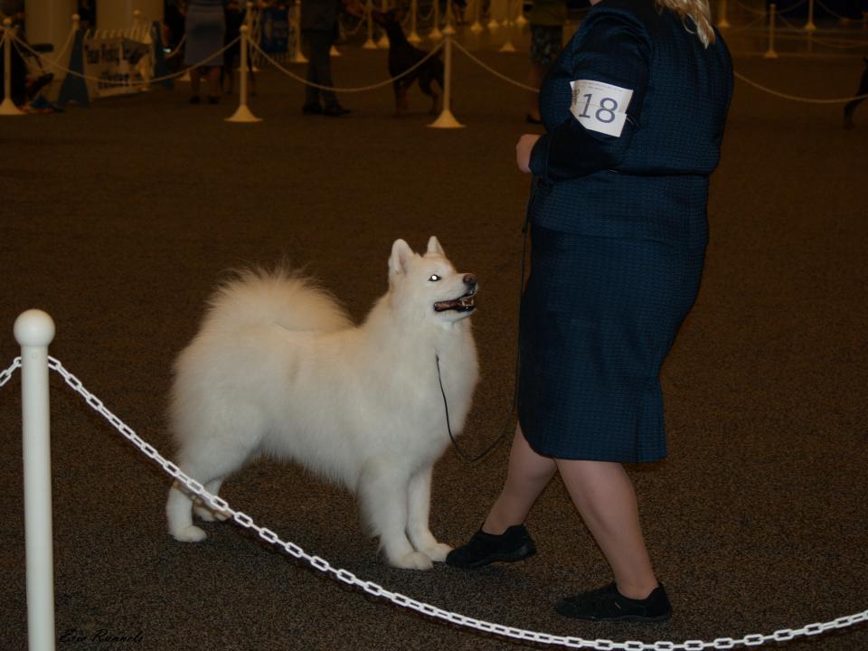 Houston dog show Shutterbug